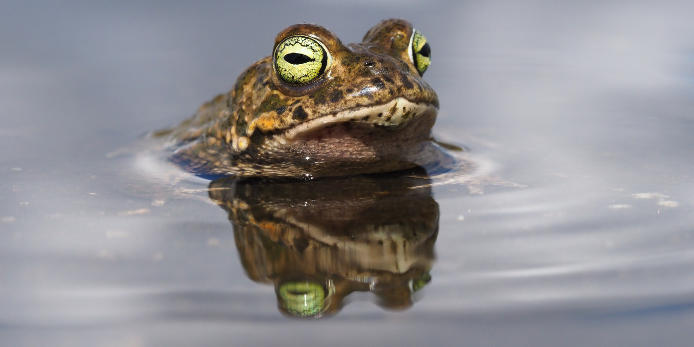 Appel à bénévoles : protection du crapaud calamite à Arc-et-Senans, de mai à juillet !